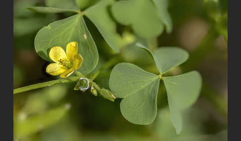 Europäischer Sauerklee (Oxalis fontana)