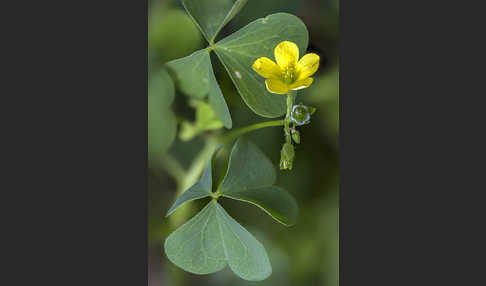 Europäischer Sauerklee (Oxalis fontana)