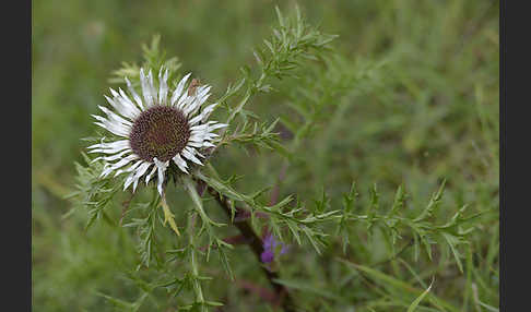 Silberdistel (Carlina acaulis)