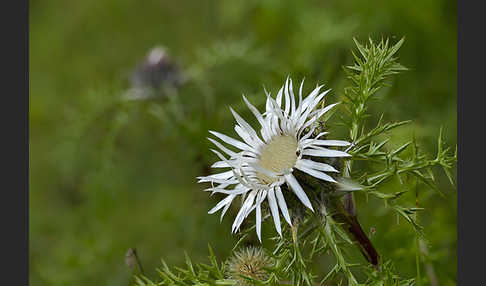 Silberdistel (Carlina acaulis)