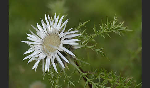 Silberdistel (Carlina acaulis)