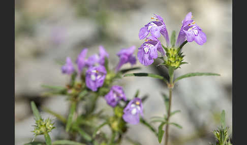 Schmalblättriger Hohlzahn (Galeopsis angustifolia)