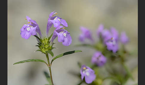 Schmalblättriger Hohlzahn (Galeopsis angustifolia)