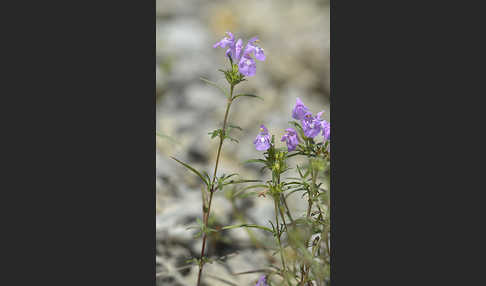 Schmalblättriger Hohlzahn (Galeopsis angustifolia)