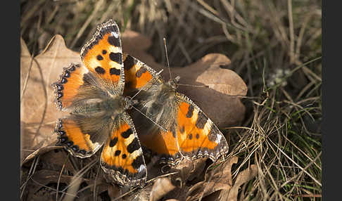 Kleiner Fuchs (Aglais urticae)