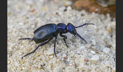 Schwarzblauer Ölkäfer (Meloe proscarabaeus)