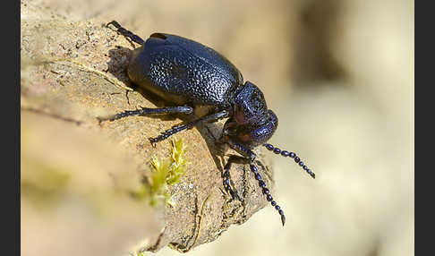 Schwarzblauer Ölkäfer (Meloe proscarabaeus)