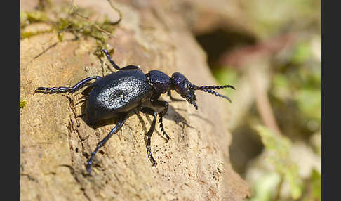 Schwarzblauer Ölkäfer (Meloe proscarabaeus)