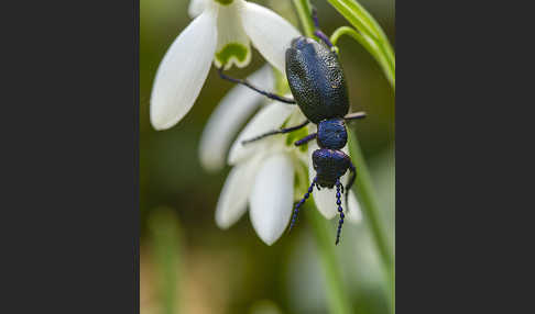 Schwarzblauer Ölkäfer (Meloe proscarabaeus)