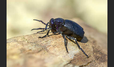 Schwarzblauer Ölkäfer (Meloe proscarabaeus)