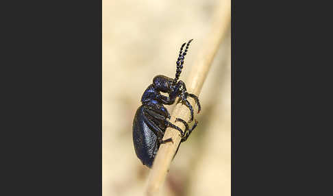 Schwarzblauer Ölkäfer (Meloe proscarabaeus)