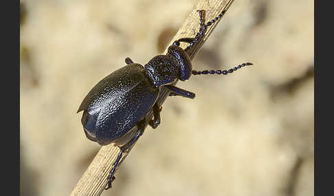 Schwarzblauer Ölkäfer (Meloe proscarabaeus)