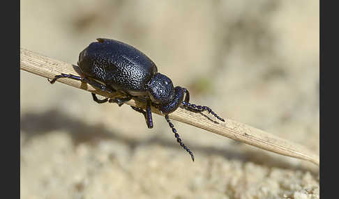 Schwarzblauer Ölkäfer (Meloe proscarabaeus)