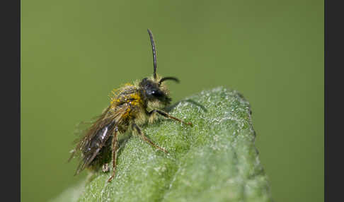 Erzfarbene Sandbiene (Andrena nigroaenea)