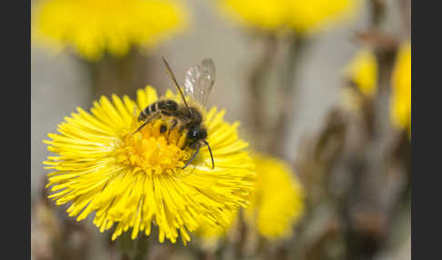 Erzfarbene Sandbiene (Andrena nigroaenea)