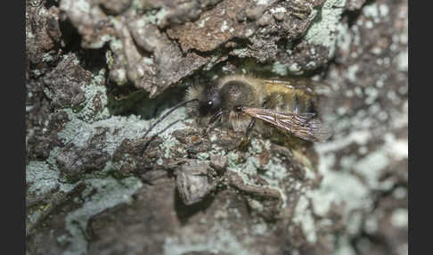 Rote Mauerbiene (Osmia bicornis)