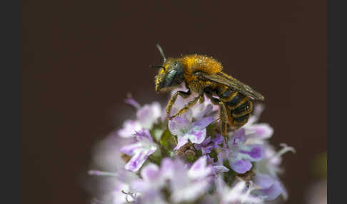 Bedornte Mauerbiene (Osmia spinulosa)