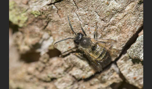 Rote Mauerbiene (Osmia bicornis)