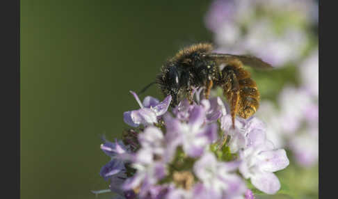 Zweifarbige Schneckenhausbiene (Osmia bicolor)