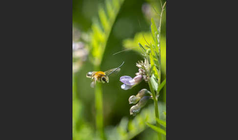 Mai-Langhornbiene (Eucera longicornis)