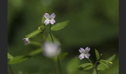 Berg-Weidenröschen (Epilobium montanum)