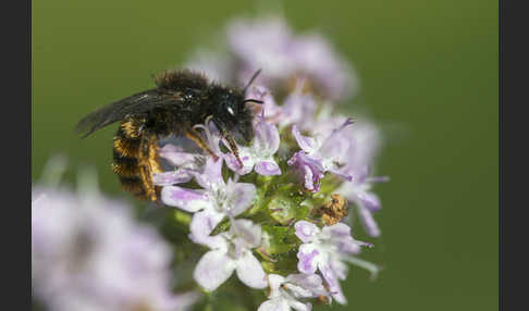 Zweifarbige Schneckenhausbiene (Osmia bicolor)