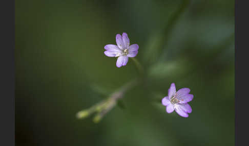 Berg-Weidenröschen (Epilobium montanum)