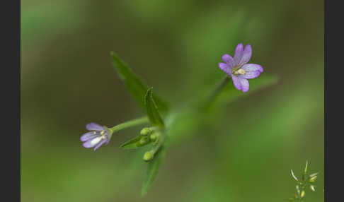 Berg-Weidenröschen (Epilobium montanum)