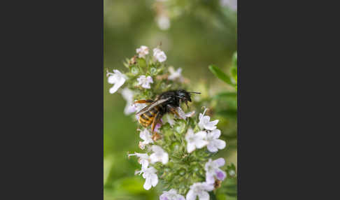 Zweifarbige Schneckenhausbiene (Osmia bicolor)