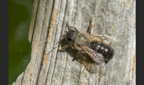 Rote Mauerbiene (Osmia bicornis)