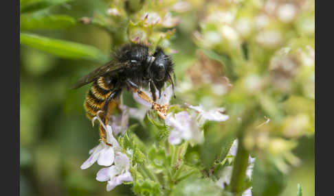 Zweifarbige Schneckenhausbiene (Osmia bicolor)