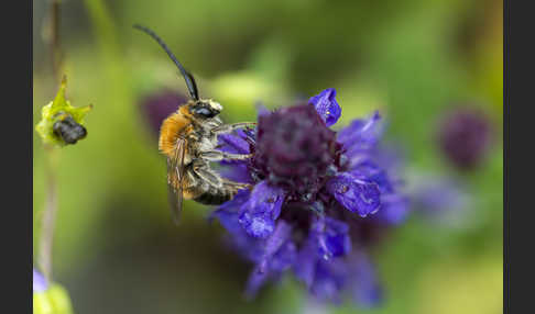 Mai-Langhornbiene (Eucera longicornis)