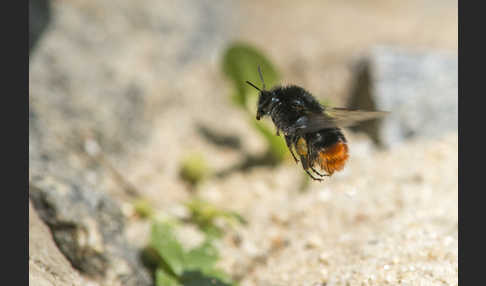 Steinhummel (Bombus lapidarius)