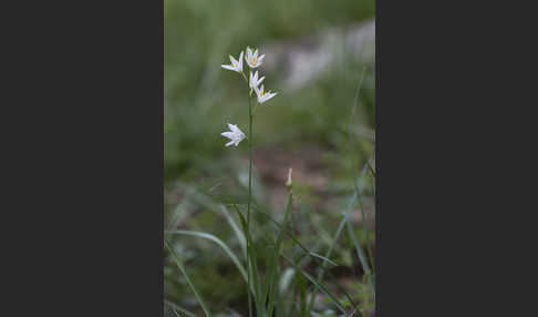 Astlose Graslilie (Anthericum liliago)