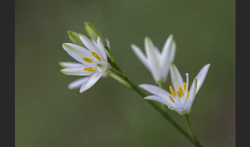 Astlose Graslilie (Anthericum liliago)