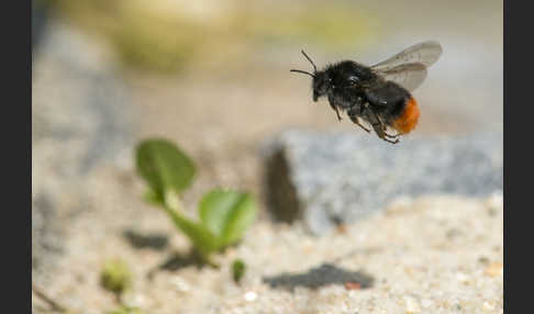 Steinhummel (Bombus lapidarius)