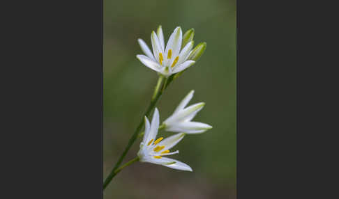 Astlose Graslilie (Anthericum liliago)