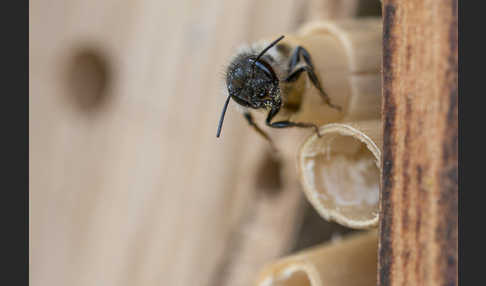 Rote Mauerbiene (Osmia bicornis)