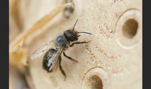 Rote Mauerbiene (Osmia bicornis)