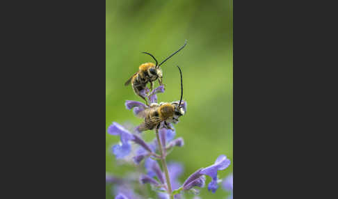 Mai-Langhornbiene (Eucera longicornis)