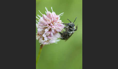 Blauschillernde Erdbiene (Andrena agilissima)