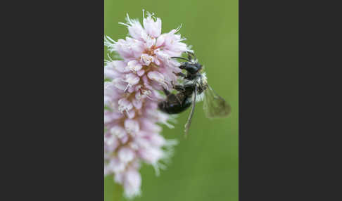 Blauschillernde Erdbiene (Andrena agilissima)