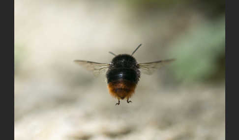 Steinhummel (Bombus lapidarius)