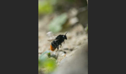 Steinhummel (Bombus lapidarius)