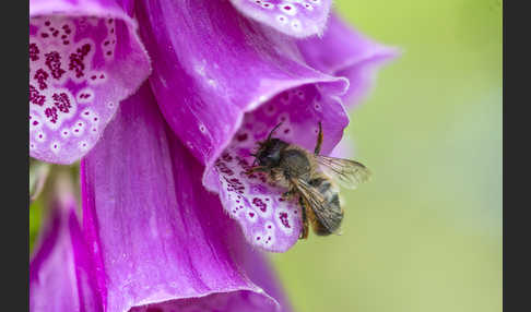 Rote Mauerbiene (Osmia bicornis)