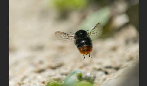 Steinhummel (Bombus lapidarius)