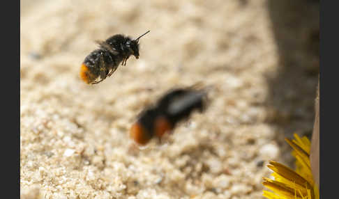 Steinhummel (Bombus lapidarius)