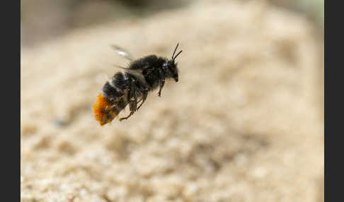 Steinhummel (Bombus lapidarius)