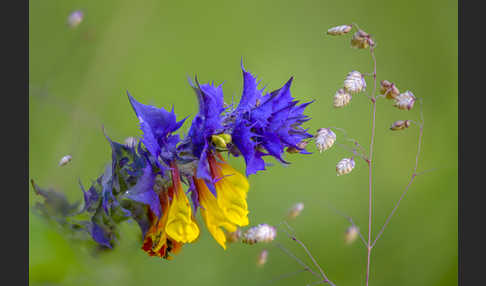 Hain-Wachtelweizen (Melampyrum nemorosum)