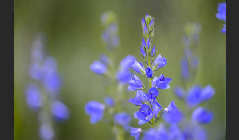 Großer Ehrenpreis (Veronica teucrium)